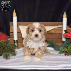 Honey, Bich-Poo Puppy