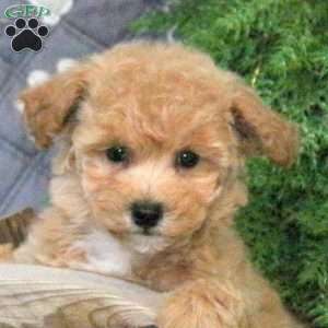 Honey, Bich-Poo Puppy