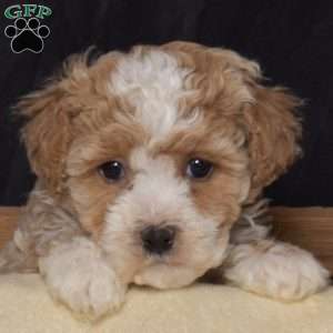 Honey, Bich-Poo Puppy