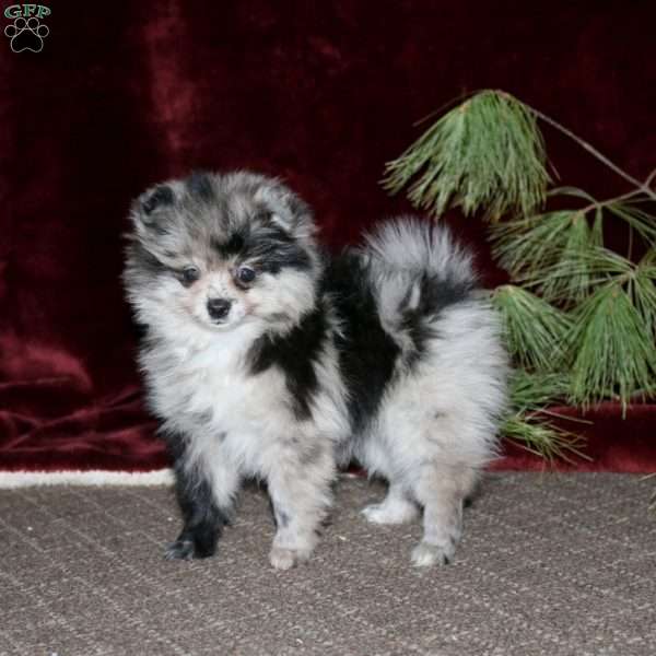 Honey, Pomeranian Puppy