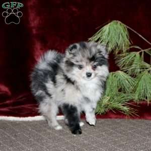 Honey, Pomeranian Puppy