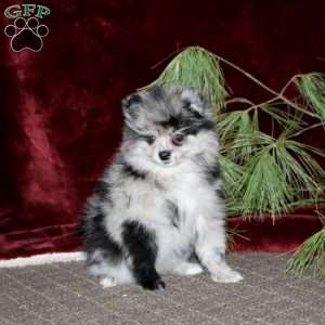 Honey, Pomeranian Puppy