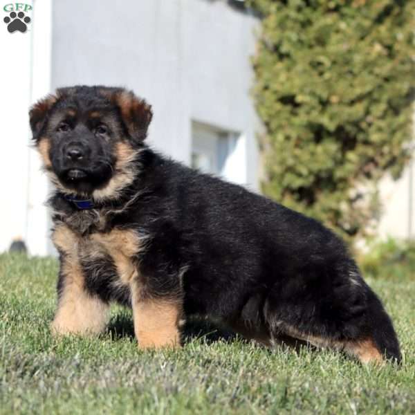 Hoops, German Shepherd Puppy