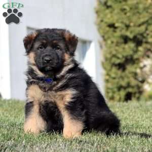 Hoops, German Shepherd Puppy