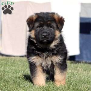 Hoops, German Shepherd Puppy
