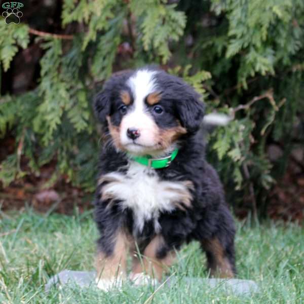 Hope, Bernese Mountain Dog Puppy