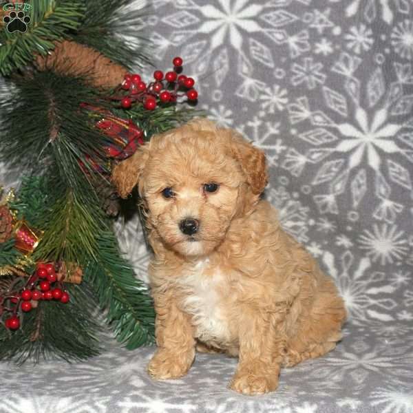 Hope, Bich-Poo Puppy