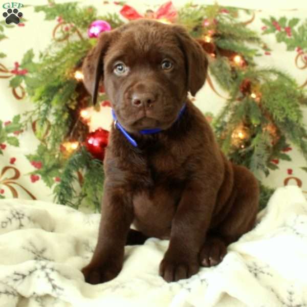 Hope, Chocolate Labrador Retriever Puppy