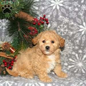 Hope, Bich-Poo Puppy