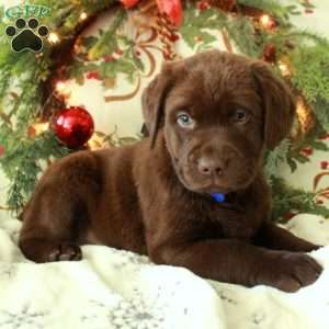 Hope, Chocolate Labrador Retriever Puppy