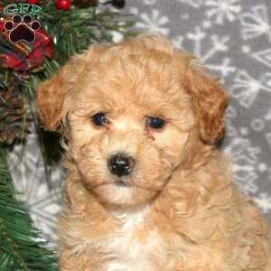 Hope, Bich-Poo Puppy