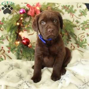 Hope, Chocolate Labrador Retriever Puppy