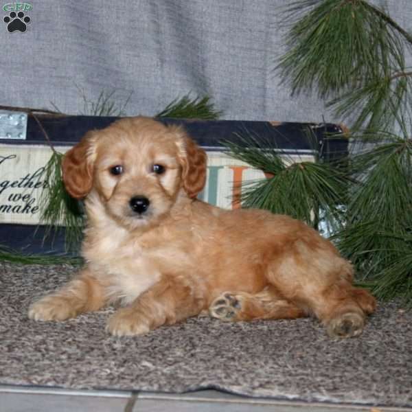 Hope, Goldendoodle Puppy