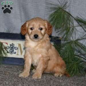 Hope, Goldendoodle Puppy