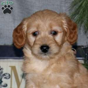 Hope, Goldendoodle Puppy