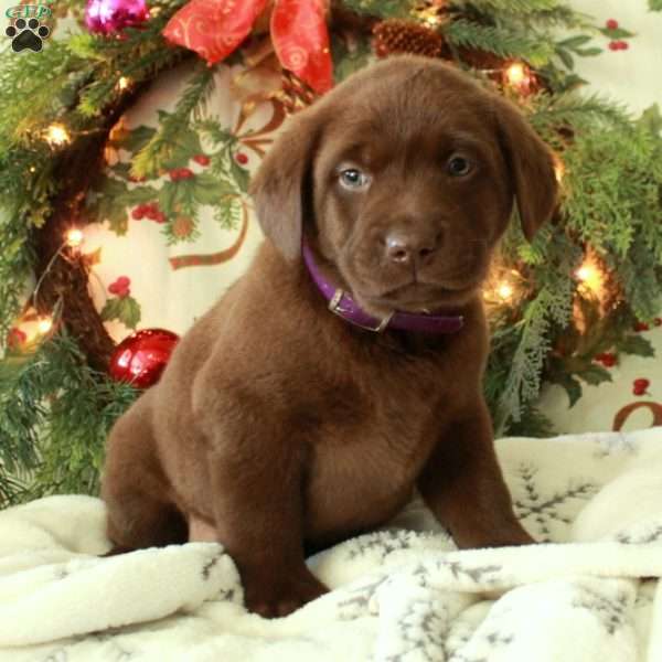 Hopper, Chocolate Labrador Retriever Puppy