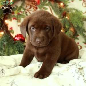 Hopper, Chocolate Labrador Retriever Puppy