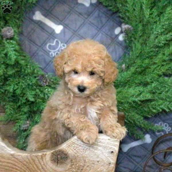 Houdini, Bich-Poo Puppy