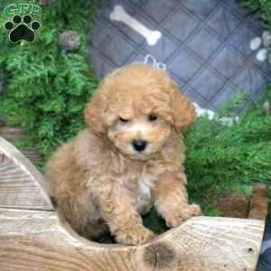 Houdini, Bich-Poo Puppy