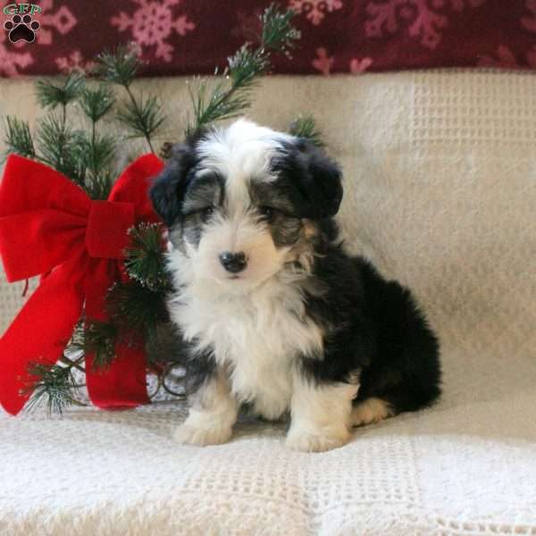 Huck, Mini Aussiedoodle Puppy