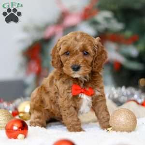 Hudson, Cockapoo Puppy