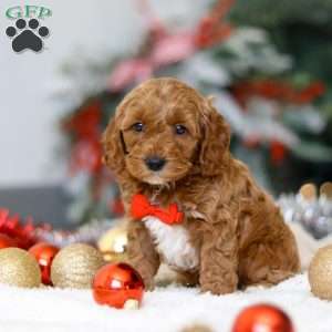 Hudson, Cockapoo Puppy