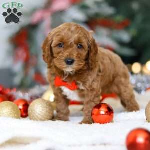 Hudson, Cockapoo Puppy