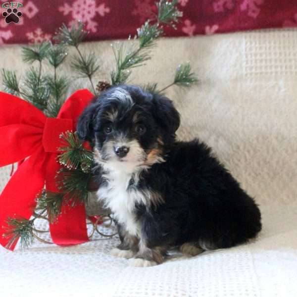 Hudson, Mini Aussiedoodle Puppy