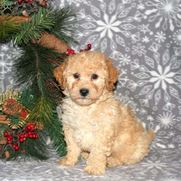 Hudson, Bich-Poo Puppy