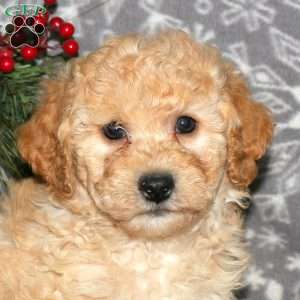 Hudson, Bich-Poo Puppy