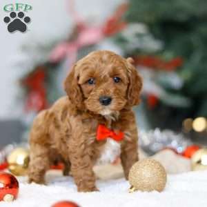 Hudson, Cockapoo Puppy