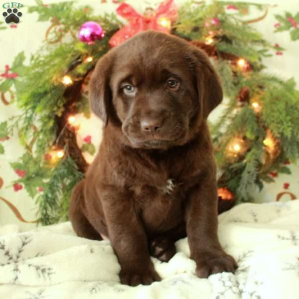 Hugo, Chocolate Labrador Retriever Puppy