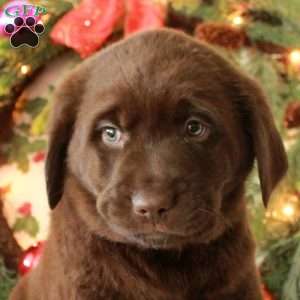 Hugo, Chocolate Labrador Retriever Puppy
