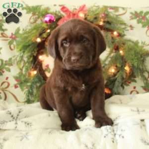 Hugo, Chocolate Labrador Retriever Puppy