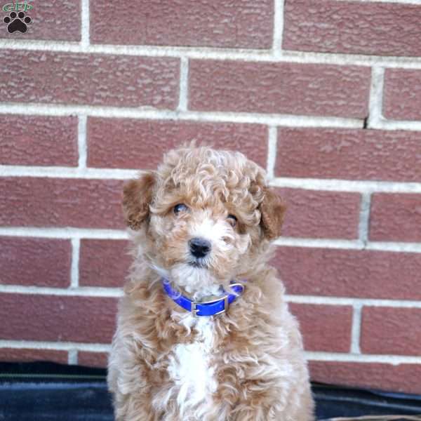 Hugo, Miniature Poodle Puppy