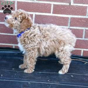 Hugo, Miniature Poodle Puppy