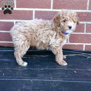 Hugo, Miniature Poodle Puppy