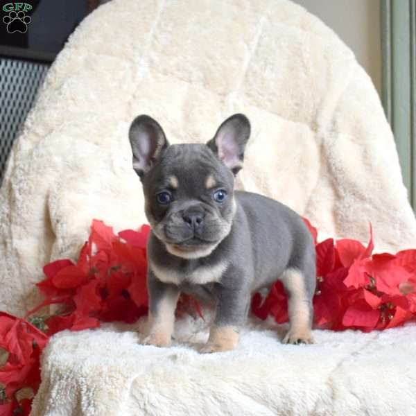 Hunter, French Bulldog Puppy