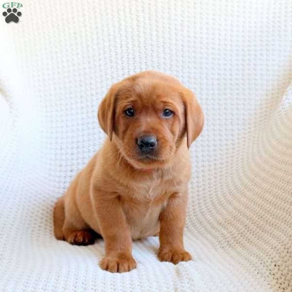 Hunter, Fox Red Labrador Retriever Puppy