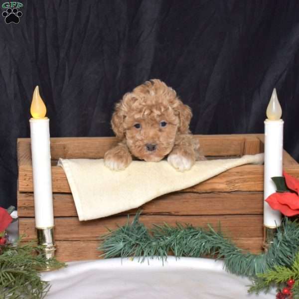 Hunter, Bich-Poo Puppy