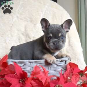 Hunter, French Bulldog Puppy