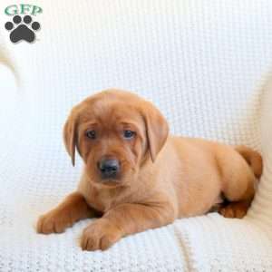 Hunter, Fox Red Labrador Retriever Puppy