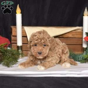 Hunter, Bich-Poo Puppy