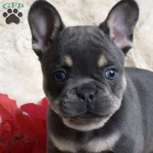 Hunter, French Bulldog Puppy