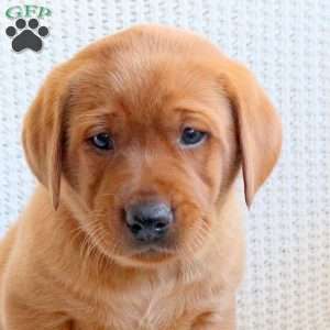 Hunter, Fox Red Labrador Retriever Puppy