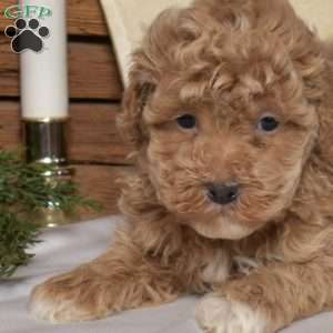 Hunter, Bich-Poo Puppy