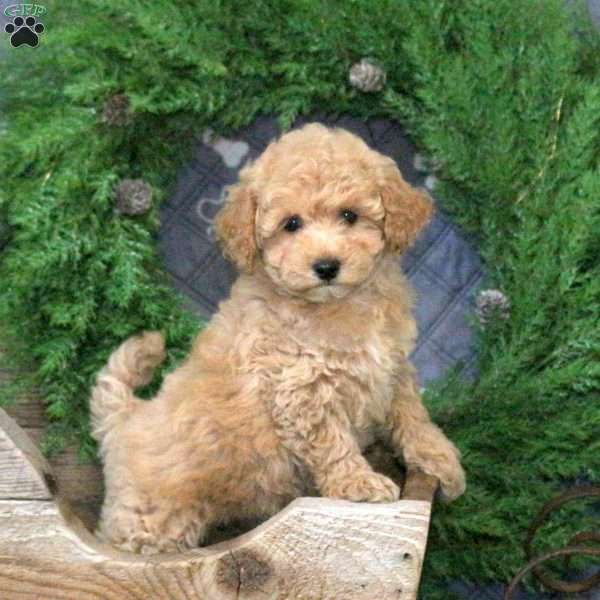 Hyacinth, Bich-Poo Puppy