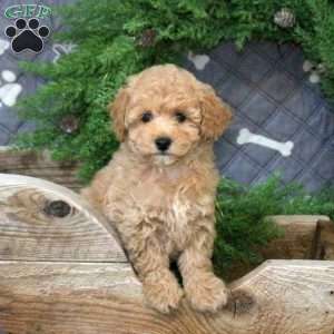 Hyacinth, Bich-Poo Puppy