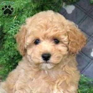 Hyacinth, Bich-Poo Puppy