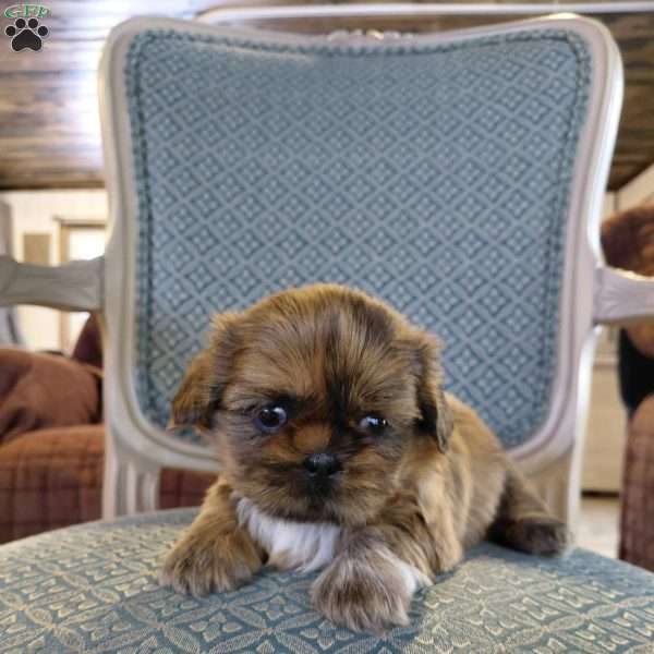 Shiloh, Shih Tzu Puppy